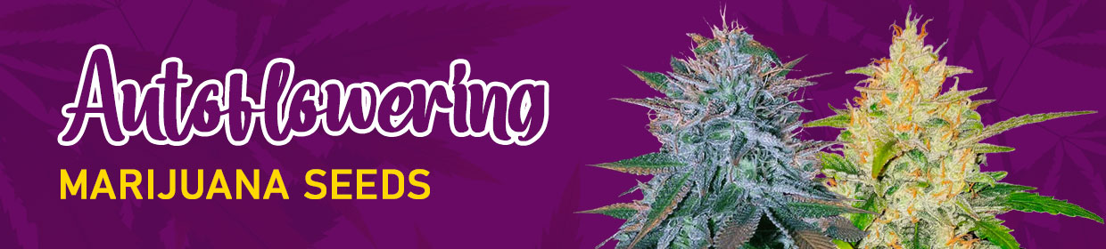 Autoflower Seeds | Marijuana Seeds Australia | Rocket Seeds