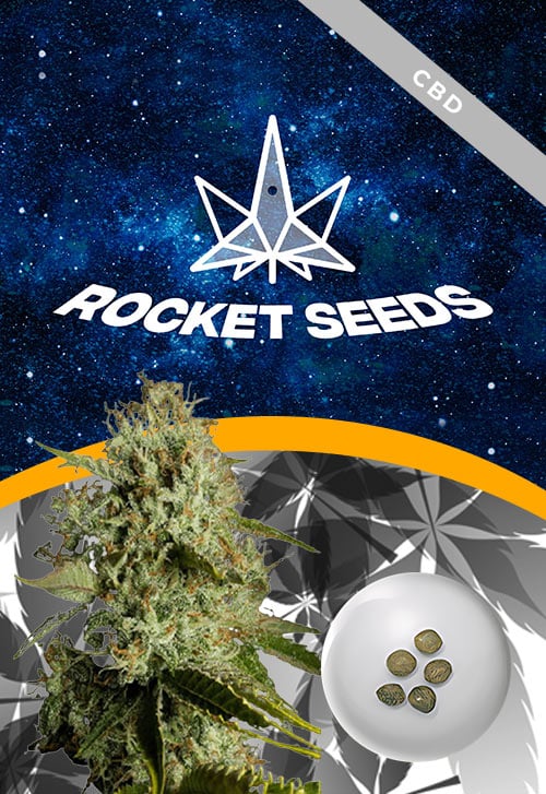 Agent-Orange-Regular-Strain-Marijuana-Seeds