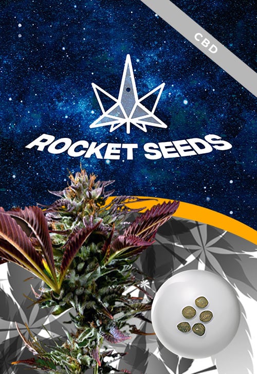 Alien-OG-Regular-Strain-Marijuana-Seeds