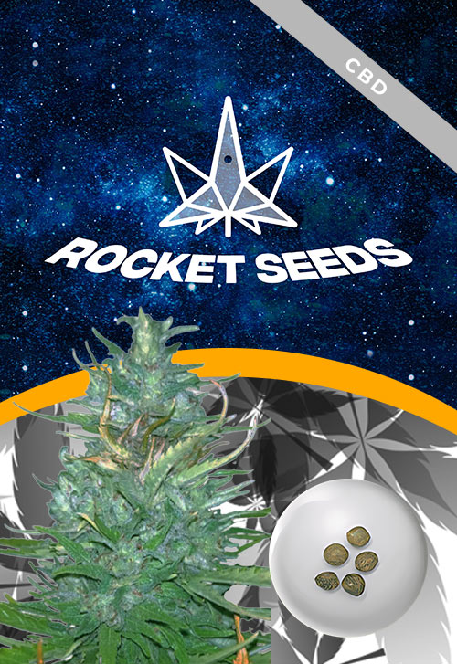 Auto-CBD-Blueberry-Strain-Marijuana-Seeds