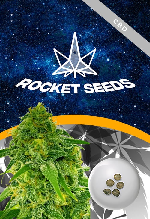 Auto-CBD-Jack-Herer-Strain-Marijuana-Seeds