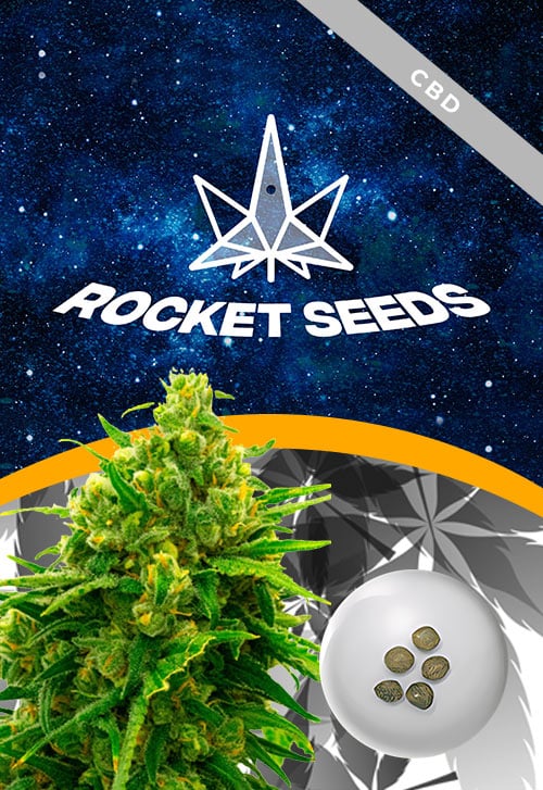 Auto-CBD-White-Widow-Strain-Marijuana-Seeds