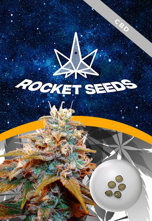 Auto-CBDV-Indica-Strain-Marijuana-Seeds