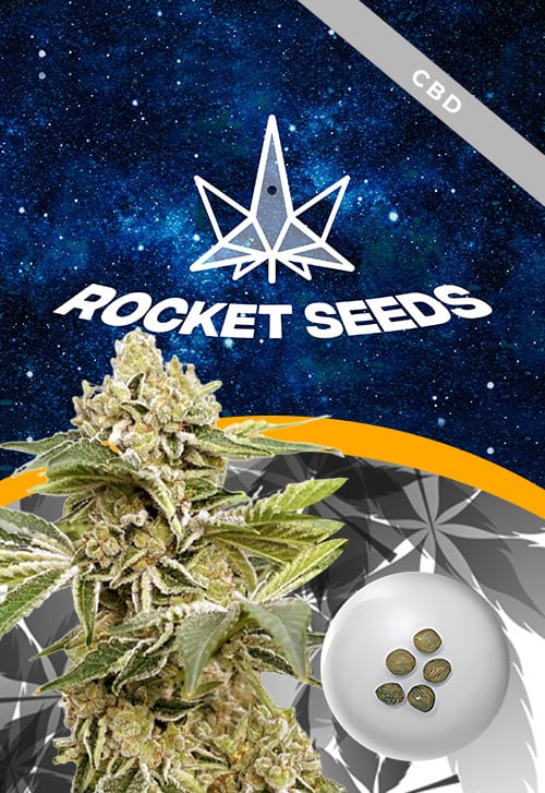 Auto-CBDV-Strain-Marijuana-Seeds