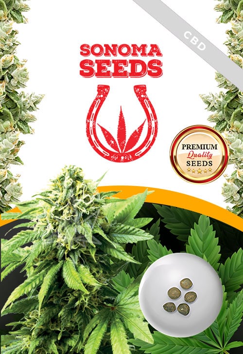 Auto-Critical-CBD-Strain-Marijuana-Seeds