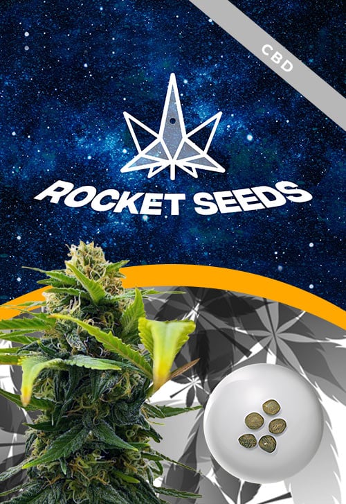 Auto-Solomatic-CBD-Strain-Marijuana-Seeds