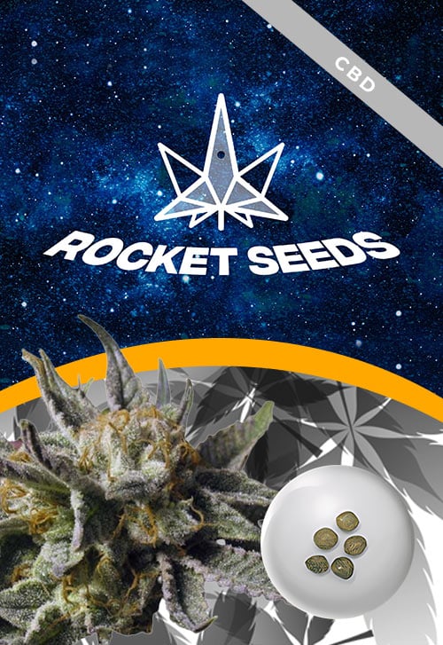 BC-God-Bud-Strain-Regular-Marijuana-Seeds