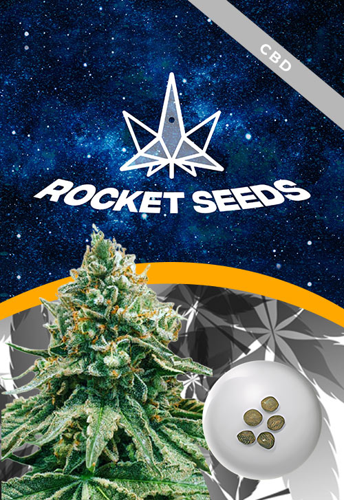 Baklava-Fast-Version-strain-Marijuana-Seeds