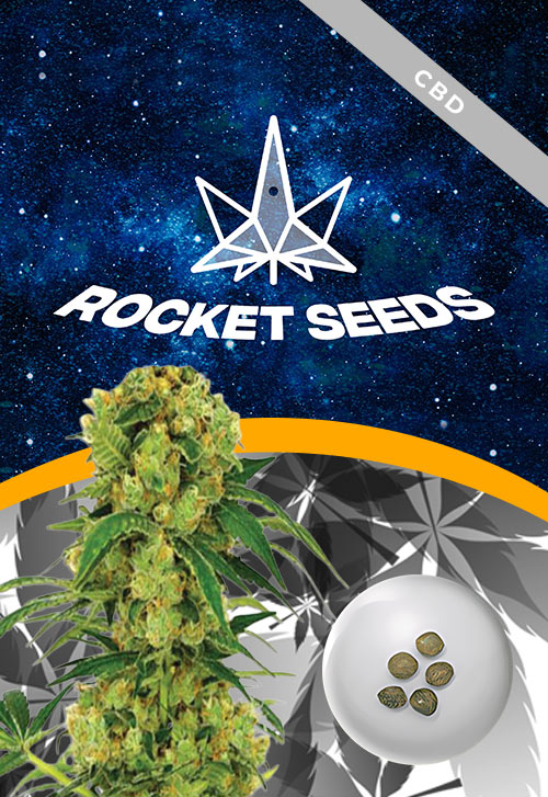 Big-Bud-Strain-Fast-Version-Marijuana-Seeds