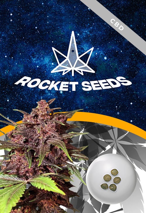Black-Haze-Regular-Marijuana-Seeds