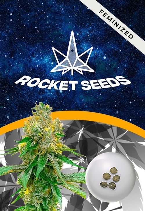 Blackberry-Kush-Feminized-Marijuana-Seeds