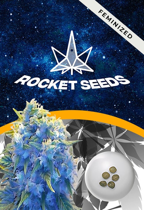Blue-Haze-Feminized-Marijuana-Seeds