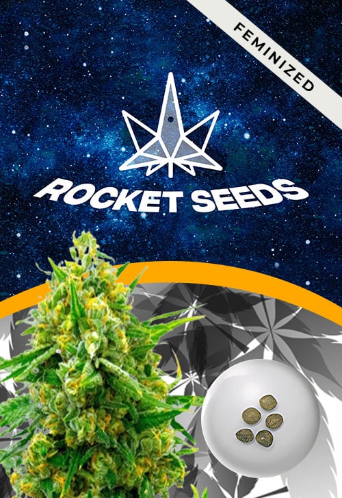 Blue-Headband-strain-Feminized-Marijuana-Seeds