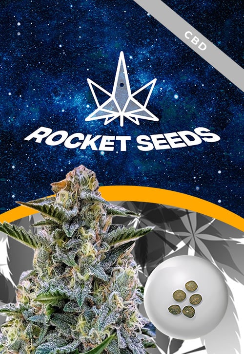 Bruce-Banner-Strain-Regular-Marijuana-Seeds