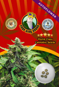 Indica Seeds | Marijuana Seeds Australia | Rocket Seeds