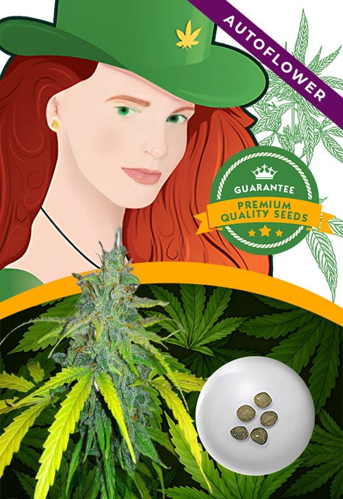 California-Orange-Strain-Autoflower-Marijuana-Seeds