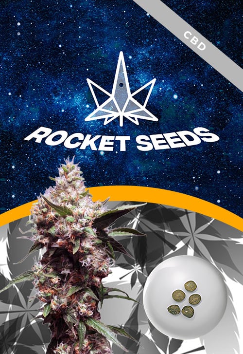 Cherry-Blaster-Strain-Fast-Version-Marijuana-Seeds
