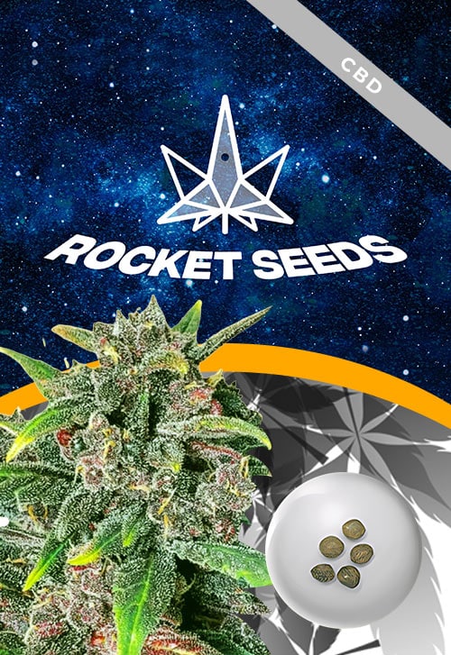 Corona-Kush-Feminized-Fast-Version-Marijuana-Seeds