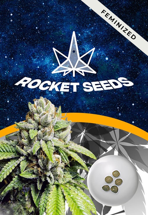 Fire-OG-Strain-Feminized-Marijuana-Seeds