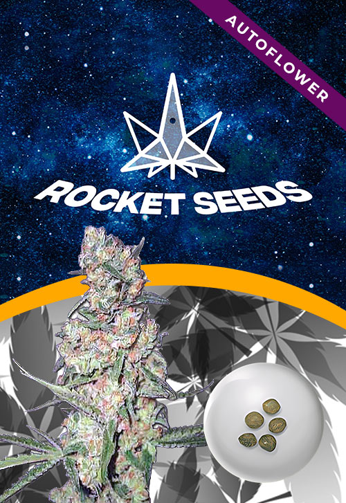 Galaxy-Strain-Autoflower-Marijuana-Seeds