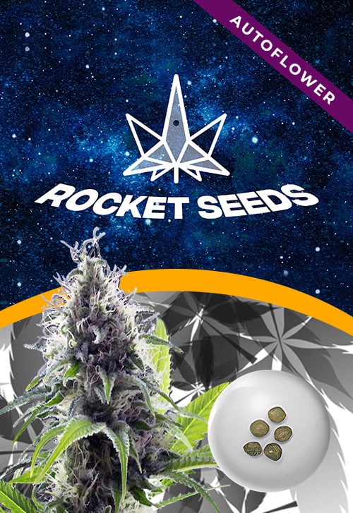Hawaiian-Fire-Strain-Autoflower-Marijuana-Seeds