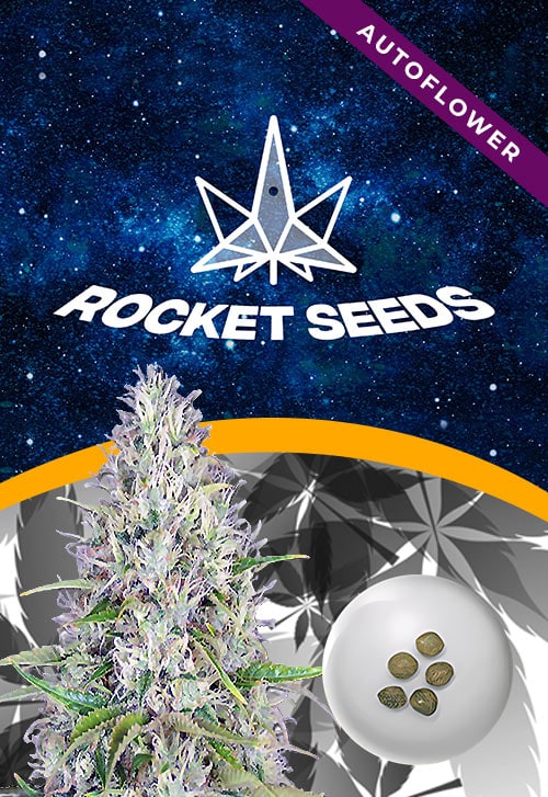 Haze-Autoflower-Marijuana-Seeds