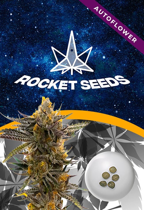 Haze-XL-Autoflowering-Marijuana-Seeds