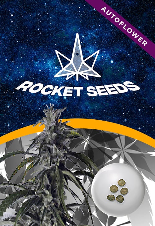 Hippie-Crippler-Strain-Autoflower-Marijuana-Seeds