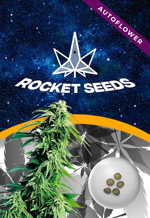 Kush-XL-Autoflower-Marijuana-Seeds