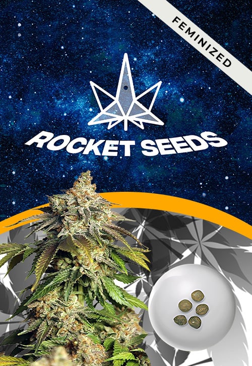 Mimosa-Float-Strain-Feminized-Marijuana-Seeds