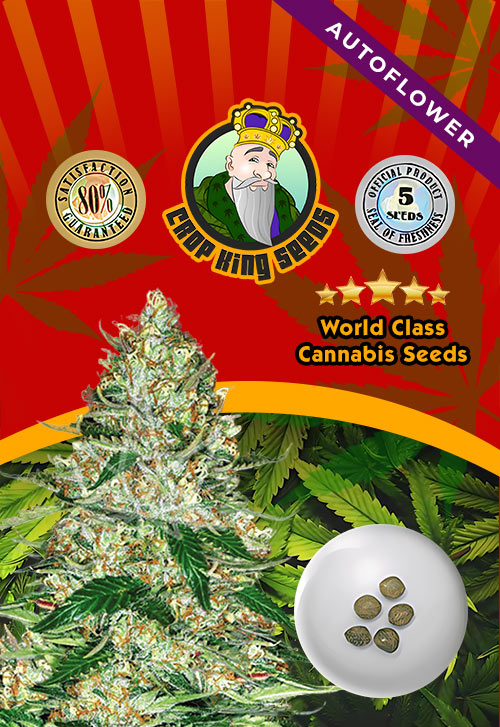Northern-Lights-Strain-Autoflower-Marijuana-Seeds