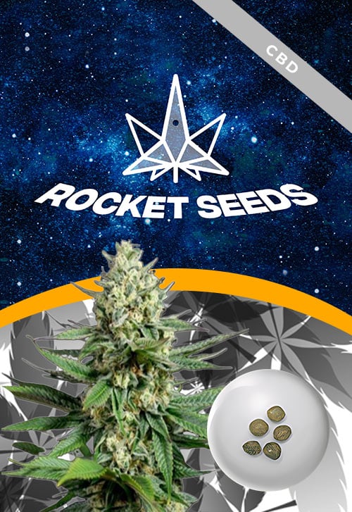 OG-Kush-Fast-Version-Marijuana-Seeds