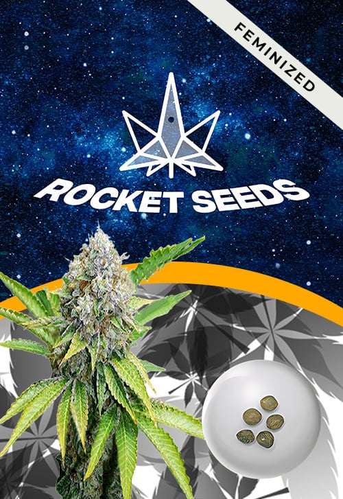 OG-Kush-Feminized-Marijuana-Seeds