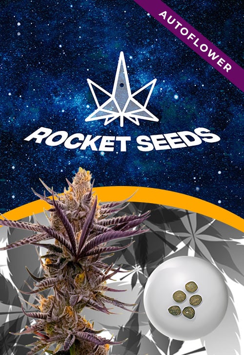 Purple-Haze-Autoflower-Marijuana-Seeds