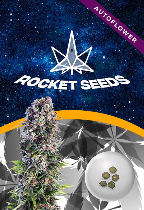 Skunk-Strain-Autoflower-Marijuana-Seeds