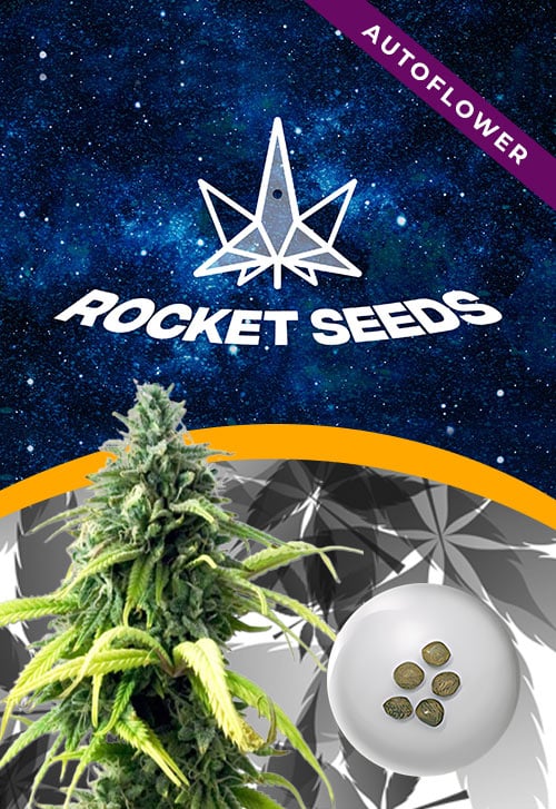 Skunk#1-Strain-Autoflowering-Marijuana-Seeds