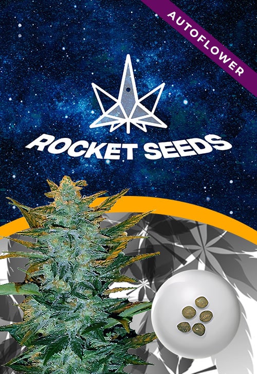 Sour-Maui-Strain-Autoflower-Marijuana-Seeds