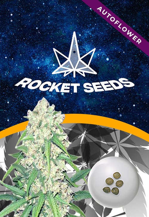 Super-Silver-Haze-Strain-Autoflower-Seeds