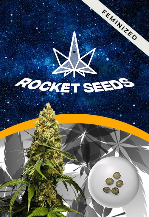 Super-Skunk-Strain-Feminized-Marijuana-Seeds