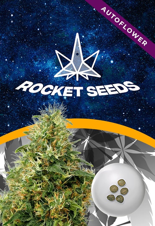 Sweet-Mango-Strain-Autoflower-Marijuana-Seeds