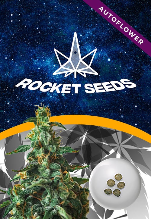 Thin-Mint-Strain-Autoflower-Marijuana-Seeds