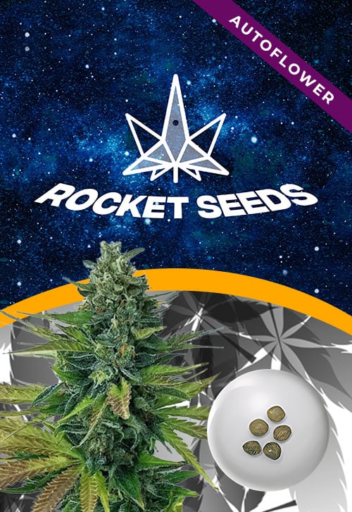 Triple-Diesel-Strain-Autoflower-Marijuana-Seeds