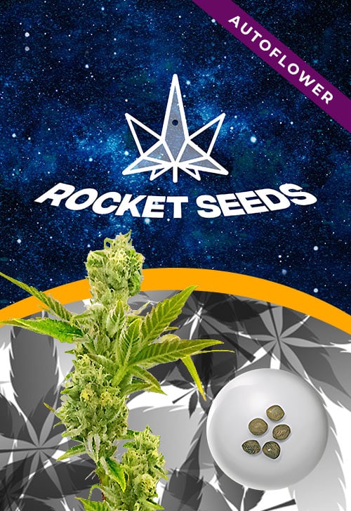 Triple-XL-Strain-Autoflowering-Marijuana-Seeds