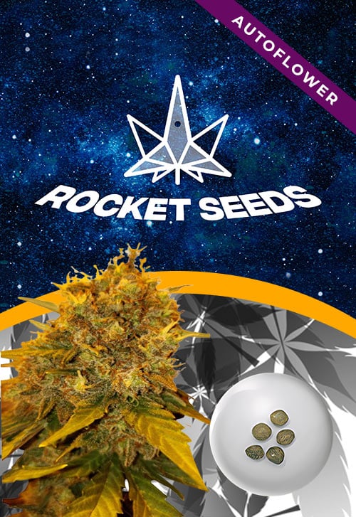 Tutankhamon-Strain-Autoflower-Marijuana-Seeds