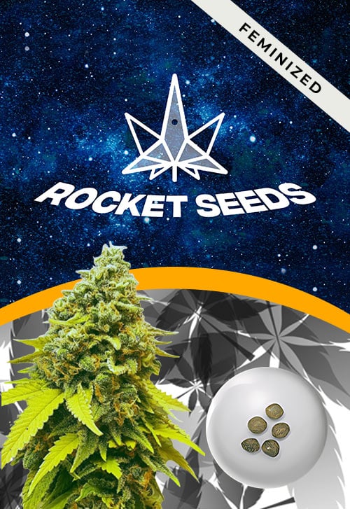 White-Dwarf-Strain-Feminized-Marijuana-Seeds
