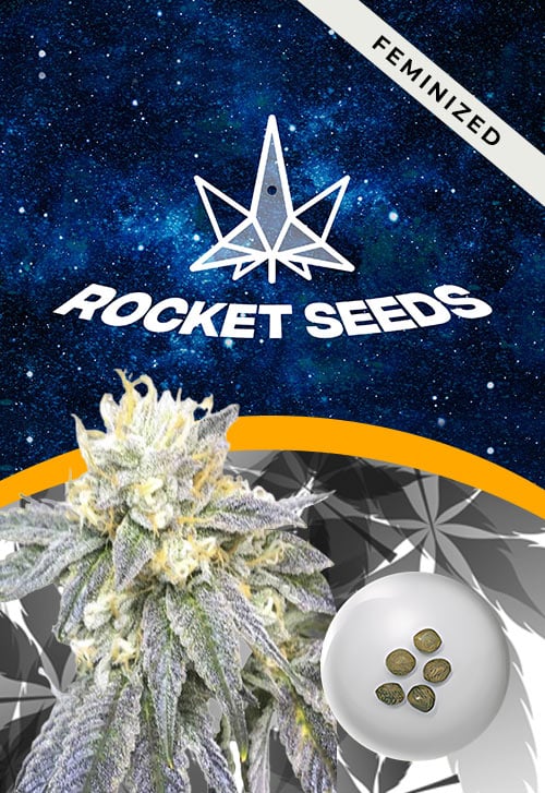 Zkittlez-Strain-Feminized-Marijuana-Seeds