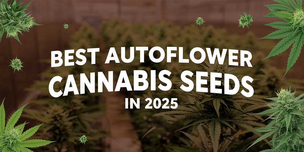 best-autoflower-cannabis-seeds-in-2025